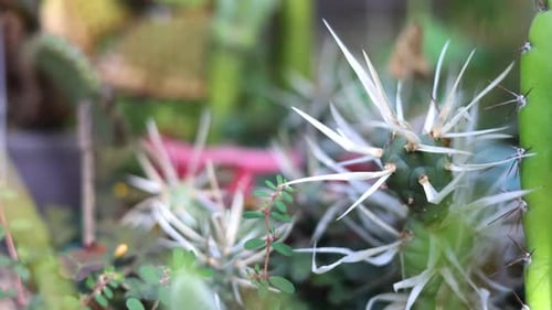 many cactus plants and succulent in garden close up spikes 4k. natural authentic environmental, gree