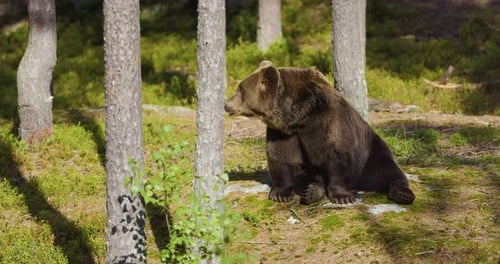 Wild Scandinavian Brown Bear in a Boreal Forest