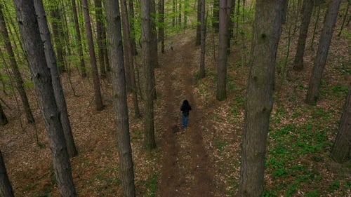 Luftaufnahme eines Mannes, der auf einem Pfad im Wald geht
