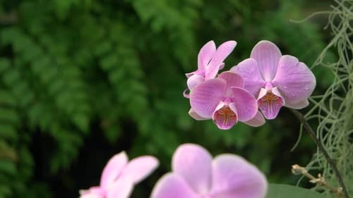 Close Up of Blooming Orchid Flower Growing in the Botanical Garden