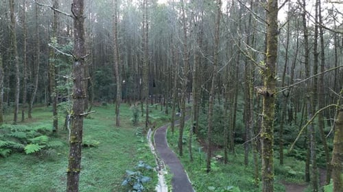Aerial Perspective, Stunning Drone Footage Captured amidst Lush Pine Forest Canopy