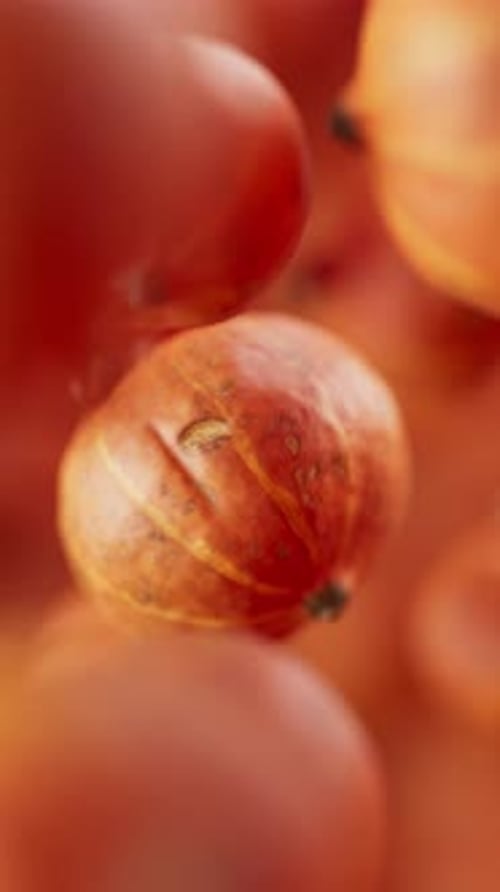 Looping animation of a group of pumpkins. Defocus. Close-up.