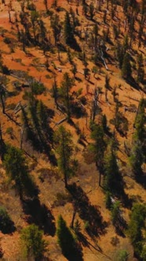 Green and dry pine trees growing on the tops of mountains.