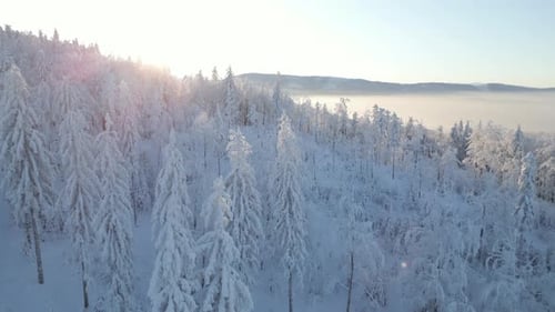 Aerial View of a Fairytale Snowy Mountain Forest Landscape at Sunrise