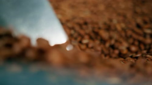 a factory worker collects with a spatula freshly roasted aromatic coffee beans for sale close-up