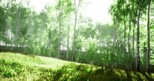 Lush Greenery Fills a Serene Forest Under Soft Morning Light in Spring