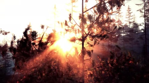 Sonnenuntergang oder Morgendämmerung in einem Pinienwald im Frühling oder Frühsommer