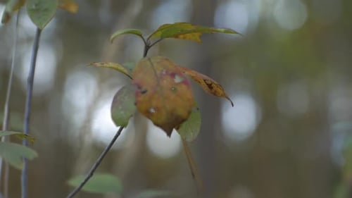 Dried Yellow Leaves Swaying On Morning Breeze. Selective Focus Shot