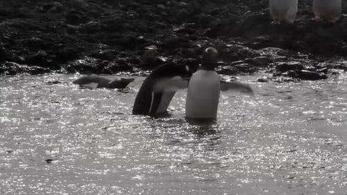Gentoo Penguins Wading in the Ocean Water