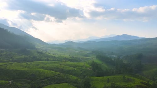 Vue aérienne par Drone des plantations de thé sereines et paisibles réparties sur les collines de Munnar