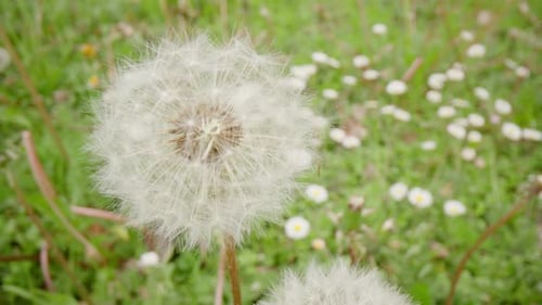 Dandelion with tracking shot, in meadow