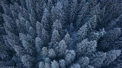 Aerial Footage of Winter Fir Tree Forest in the Mountains View From Above of Pine Trees Covered with