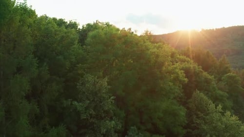 Bright Sun Illuminates Trees with Lush Leaves in Forest