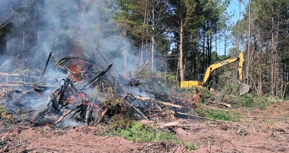 Deforestation and Land Clearing Process with Machinery in a Forest ...