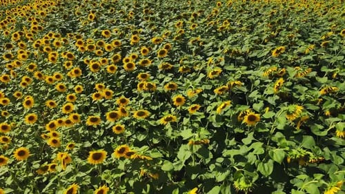 Blooming Sunflowers Field at Summer Day Aerial View