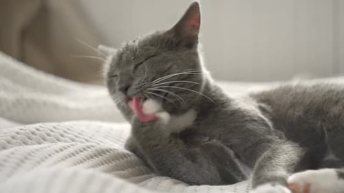 Gray Cat Grooming on Blanket