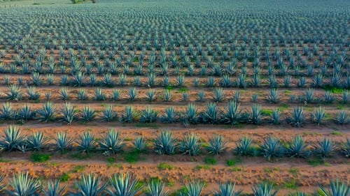 Tequila fields landscape of agriculture and sowing of agave and maguey plant fields land Jalisco