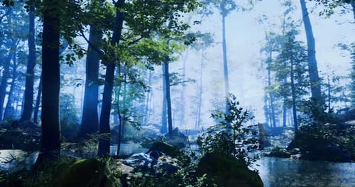 Peaceful Forest Landscape with Clear Water and Lush Greenery in Daylight