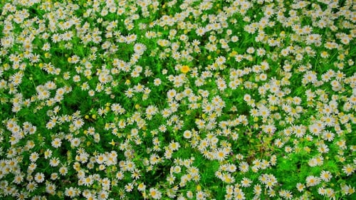Aerial View of Field of Chamomile Flowers