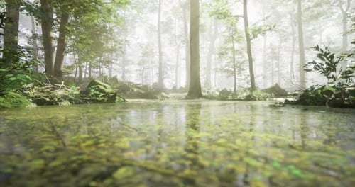 Lush Forest with Mist and Reflective Water in a Tranquil Setting