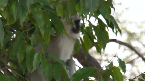 LANGUR MONKEY IN THE TREE