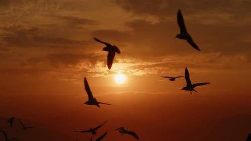 Birds Flying at Colorful Sunrise or Sunset