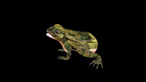 Realistic Animated Frog Breathing on Black Background