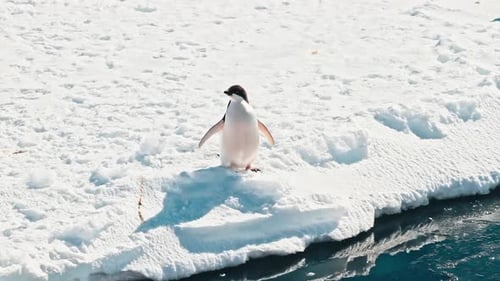 Penguin Walking On Snow