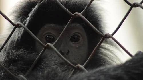 Silvery Langur monkey looking out from inside a chain link cage.