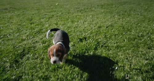 Puppy Beagle Running in Green Grass