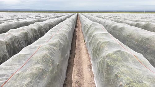 Aerial shot of rows of orange trees growing in California