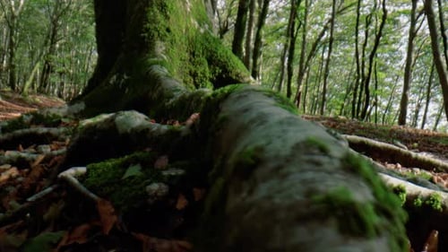 Mossy Tree Roots in a Lush Green Forest
