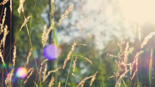 Fresh Green Grass Footage Ears of Rice in the Light of Dusk Gusty Wind Plays with Green Grass