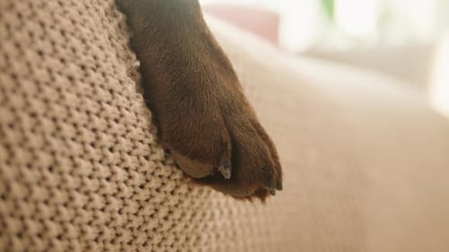 Brown Paw Resting on Knitted Sweater Indoors