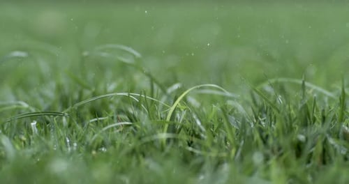 Green grass close-up raindrops slowly falling on the grass. Shot on super slow motion camera