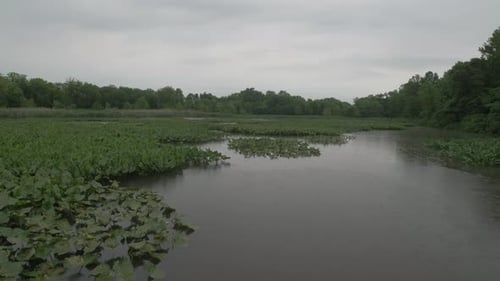 Calm static wide view of wildlife and lily pond on rainy overcast day