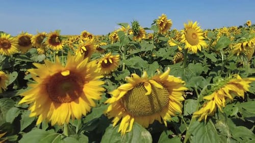 Sonnenblumenfeld im Sommer Heller sonniger Tag in Belarus schwenkt in Zeitlupe von links nach rechts
