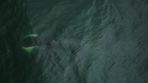 Ein großer Wal schwimmt unter Wasser und an der Oberfläche