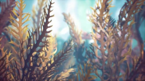 Underwater Tropical Colourful Softhard Corals Seascape