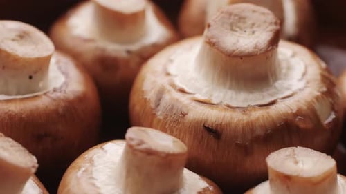 Frisch gepflückte Pilze in der heimischen Küche, Nahaufnahme, Textur einer braunen Champignon-Frau, die lecker kocht