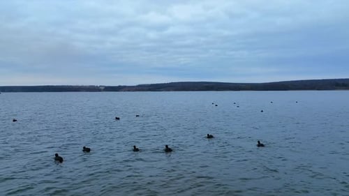 Black birds scattered by the surface of the lake. Wild ducks floating on the water.