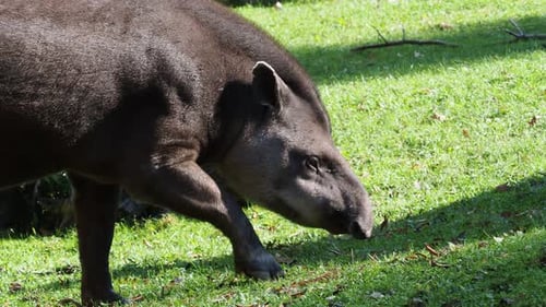 South American tapir (Tapirus terrestris).