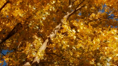 Autumn Tree with Golden Yellow Leaves and Blue Sky