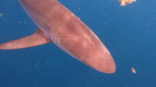 Silky shark glides through water and past camera in open ocean