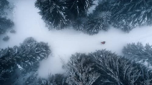 Aerial drone view of mountains in winter. A tourist walking between firs covered with snow, fog in t