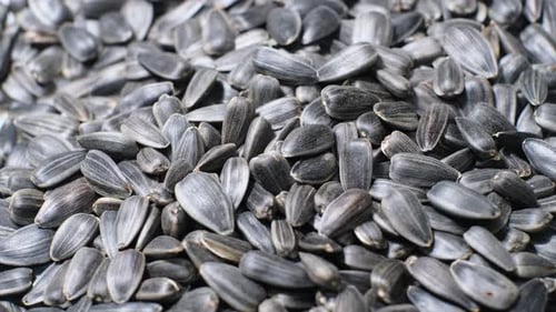Large Sunflower Seeds Rotate in a Circle Closeup of Sunflower Seeds As a Background