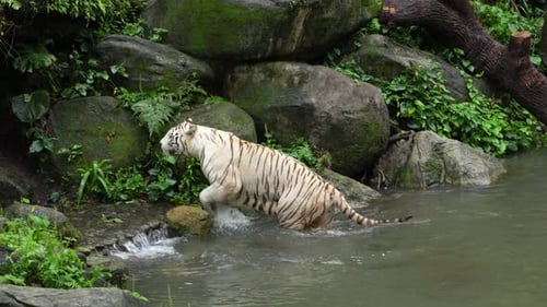 A white tiger walks out of the water and up onto the rocky tropical shore, slow motion following sho