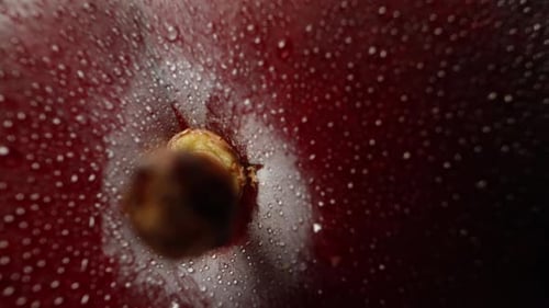 Plum in drops of water,branch top view. extreme macro, zoom. Slow falling and moving away. Isolated