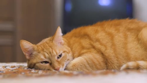 Orange Cat Resting Relaxed Indoors on Bed