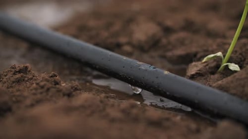 Close Up Drip Irrigation of a Field